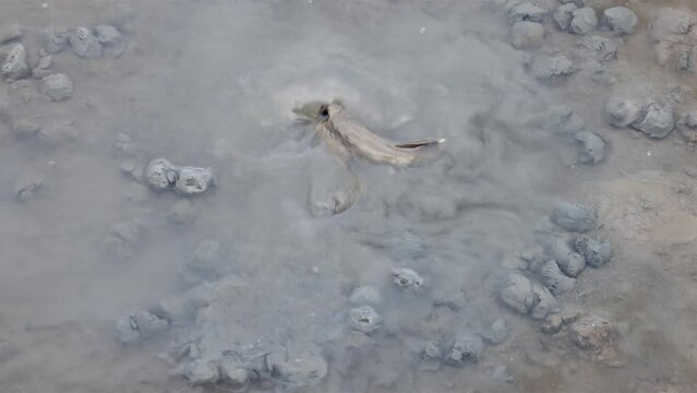 A mudskipper spit muddy balls as barrier around his burrow when digs nest hole in bottom of river, Thailand
