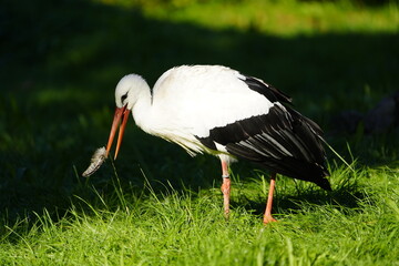 The White Stork (Ciconia ciconia) is a large wading bird in the stork family Ciconiidae....
