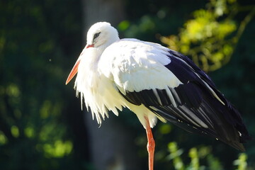The White Stork (Ciconia ciconia) is a large wading bird in the stork family Ciconiidae. Wisentgehege Springe, Germany.