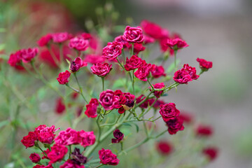 small red rose (Rosa Rote the Fairy) selective focus. photo during the day.