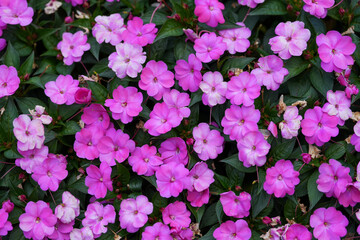 sun patiens compact neon pink. beautiful flowers of small size. selective focus. photo during the day.