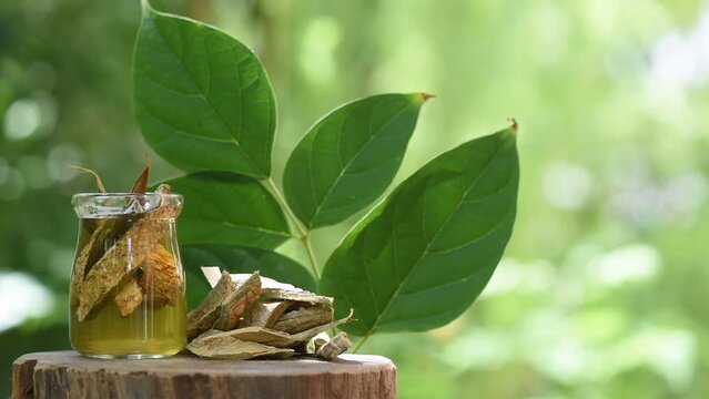 Oroxylum indicum or Broken bones tree peels ,branch green leaves and extracted with water on natural background.