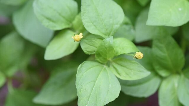 Acmella oleracea or Toothache plant on nature background. top view.