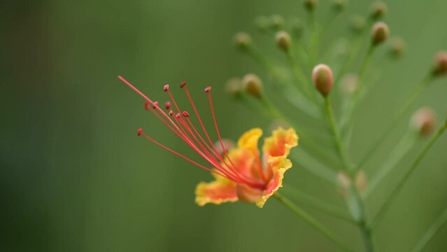 Barbados Pride or Caesalpinia pulcherrima flowers on natural background.
