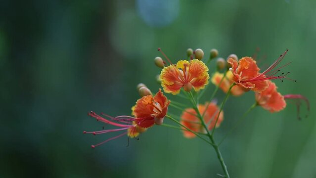 Barbados Pride or Caesalpinia pulcherrima flowers on natural background.