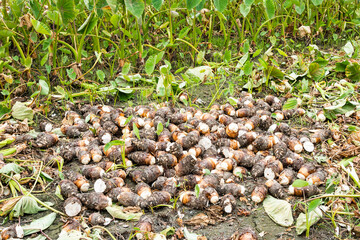 Freshly harvested taros are placed in the farmland of Pingtung, Taiwan.