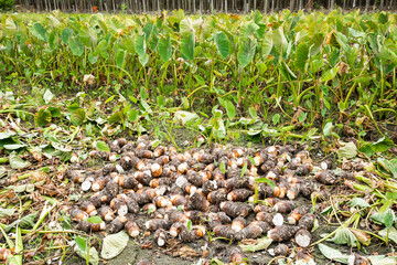 Freshly harvested taros are placed in the farmland of Pingtung, Taiwan.