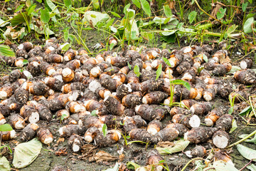 Freshly harvested taros are placed in the farmland of Pingtung, Taiwan.