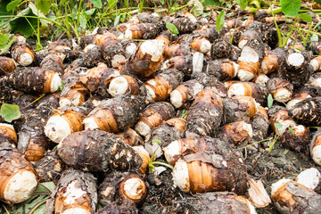 Obraz premium Freshly harvested taros are placed in the farmland of Pingtung, Taiwan.