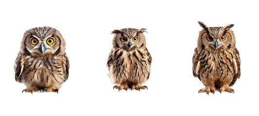Fototapeta premium bird owl illustration animal wild, nature design, background character bird owl