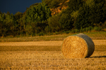Straw bales in a cereal field in the sunset, stormy day