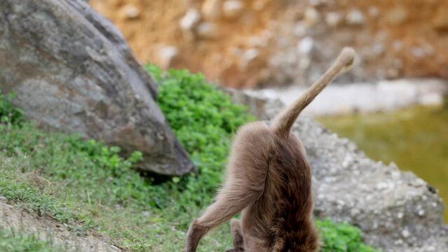 Adult and Baby Gelada Monkey playing and fighting together, having fun together - lovely family time