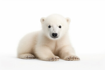 a polar bear cub is sitting on the ground