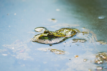 Frosch im Wasser