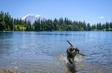 Dog playing in the Summit Lake with Mount Rainier in the background. Mount Rainier National Park. Washington State.