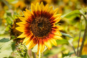 Sonnenblume mit roter Mitte