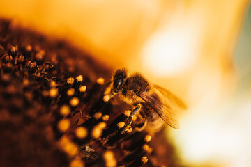 Biene im Inneren einer Sonnenblume am Pollen sammeln