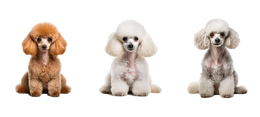 pet poodle illustration animal poodle, cute purebred, toy portrait pet poodle