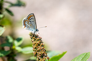 Hauhechel-Bläuling auf Blume