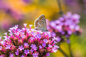 Hauhechel-Bläuling auf Blume