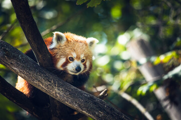 Roter Panda klettert im Baum