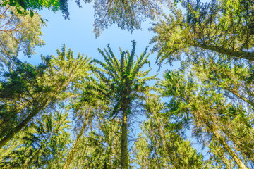 Obraz premium Tops of ancient aged spruce and pine trees shot in front of blue sky in forest