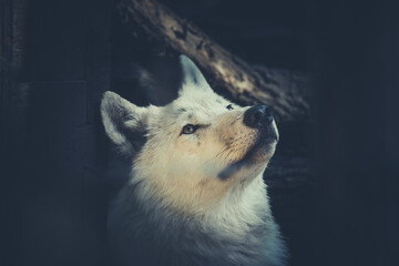 Portrait eines arktischen Wolfes - obrazy, fototapety, plakaty