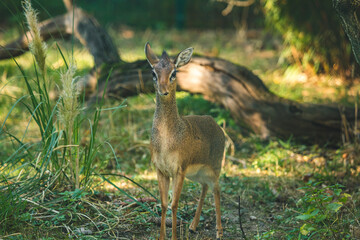 Süßes Kirk-Dikdik im Gras