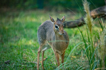 Süßes Kirk-Dikdik im Gras