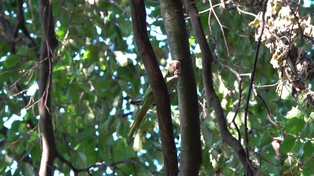 Une perruche &agrave; collier sauvage mange une noix sur une branche d'arbre