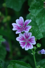 Fototapeta premium 気高く威厳に満ちた花