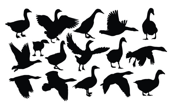 The set silhouettes of geese.
