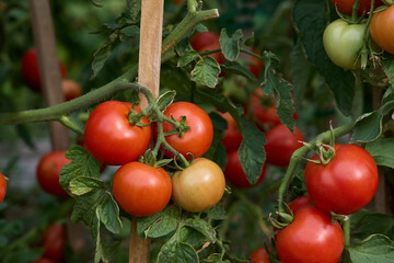 Juicy red tomatoes on bush in vegetable garden