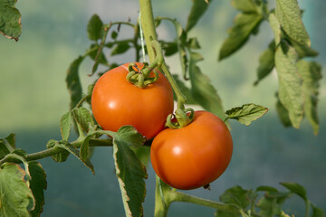 Organic yellow tomatoes on bush in vegetable greenhouse