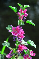 気高く威厳に満ちた花