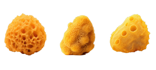 marine sea sponge illustration animal ocean, colorful aquatic, reef scuba marine sea sponge