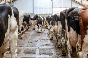 Low-emission stable floor with cows on a dairy farm