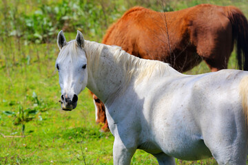 white horse in the field
