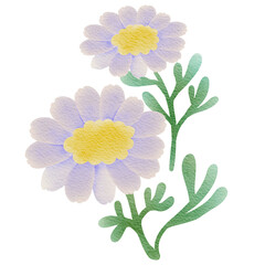 flower isolated on white.