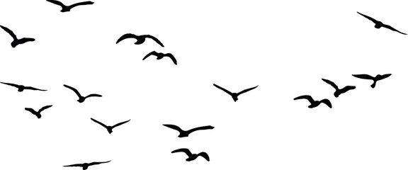 birds in flight