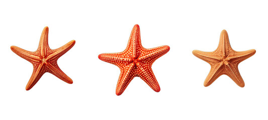sea starfish illustration summer ocean, marine star, nature animal sea starfish