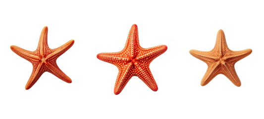 sea starfish illustration summer ocean, marine star, nature animal sea starfish