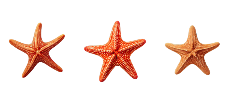 sea starfish illustration summer ocean, marine star, nature animal sea starfish