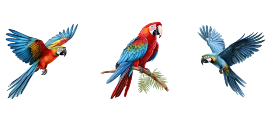 Foto op Canvas animal the lear macaw illustration nature blue, brazil s, beak exotic animal the lear macaw © sevector