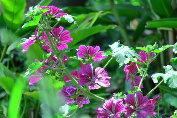 気高く威厳に満ちた花