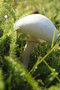 White Agaricus mushroom in garden