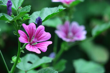 気高く威厳に満ちた花