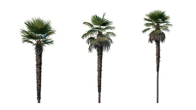 Set of palm trees isolated on a transparent background