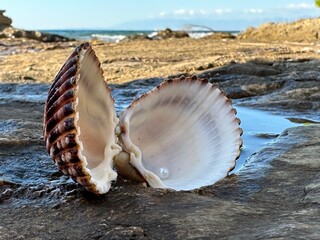 Pearls in a shell against a background of stones and the sea. A jewel from the depths of the ocean. Treasures from the depths of the sea, a pearl in a shell.