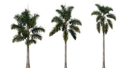 Obraz premium Set of palm trees isolated on a transparent background